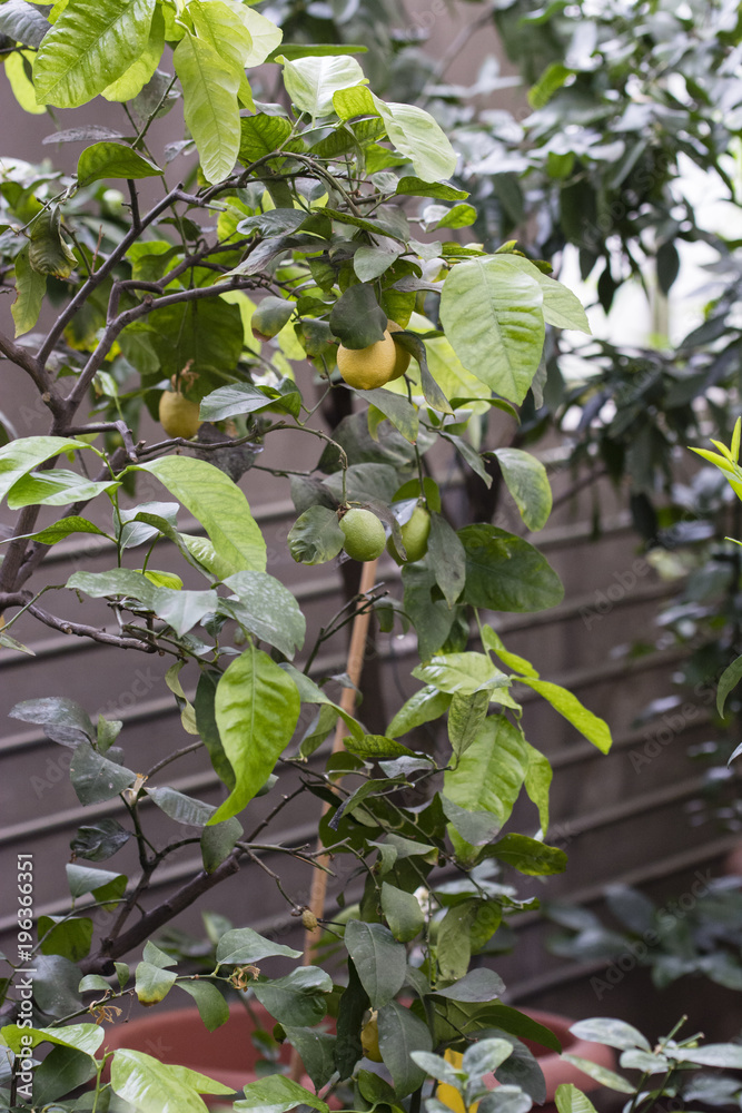 Ripe fruit of lemon on a tree.