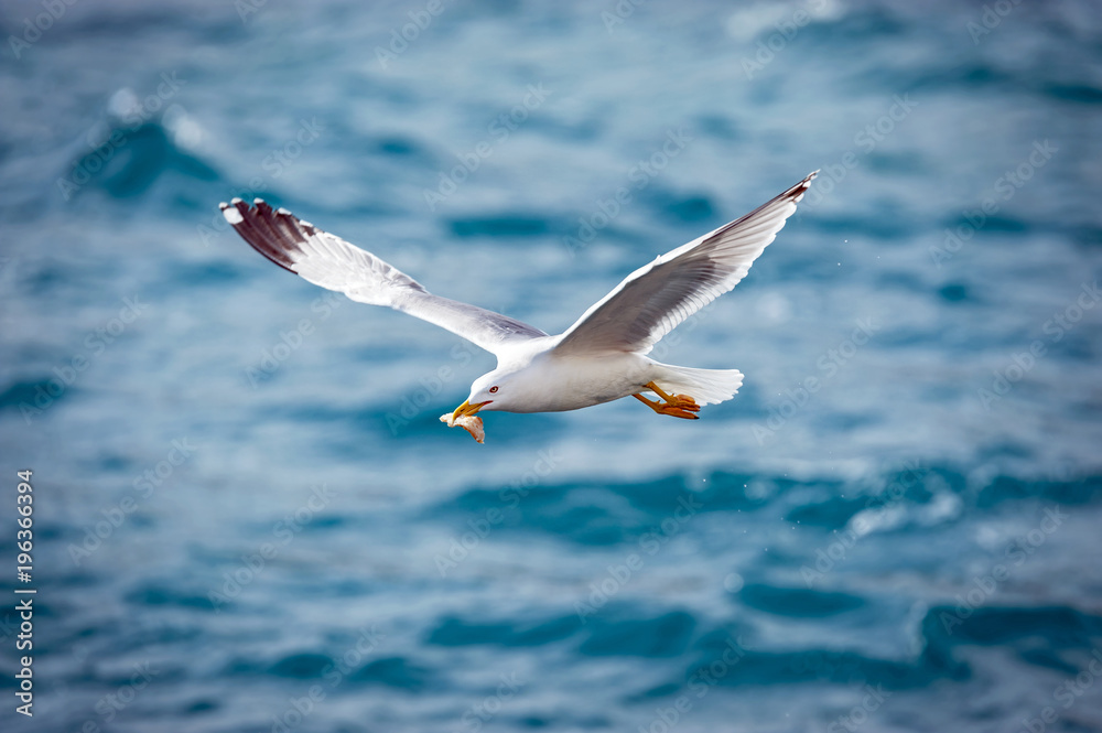 Möwe im Flug