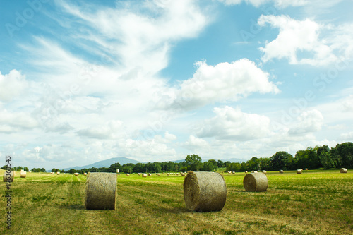 round bales, Harvesting grain corn with hay fields in background in spring
