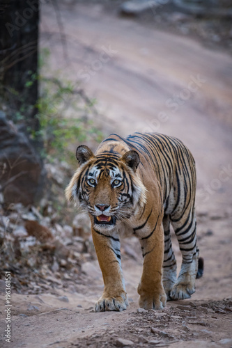 An ieye contact with a biggest predator of Jungle, Ranthambore National Park