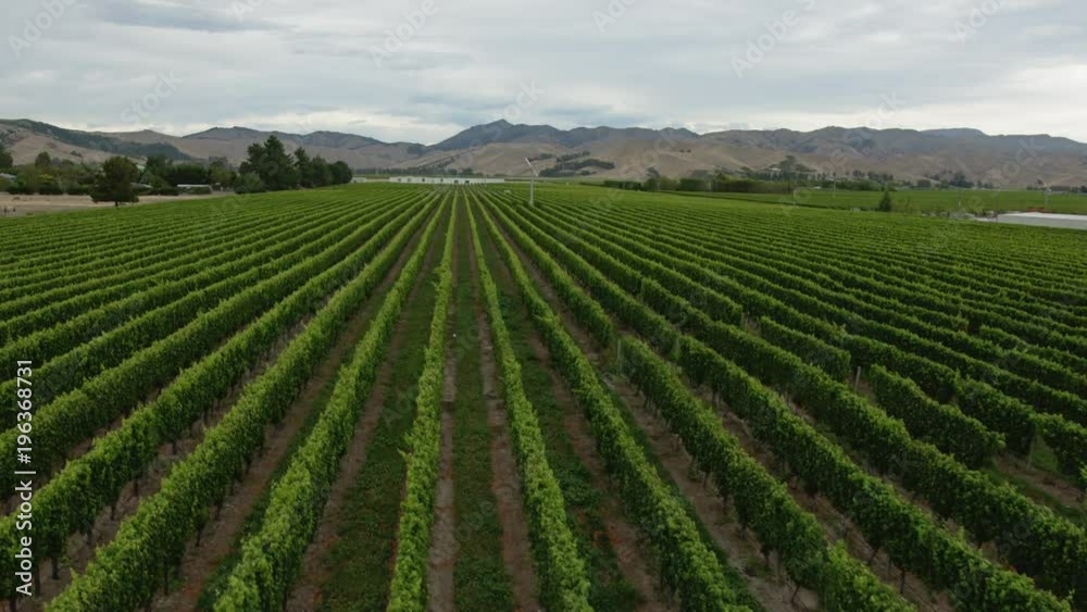 Vineyard in New Zealand with rows of green grape vines and brown hills in the background. Vineyard in New Zealand with rows of green grape vines and brown hills in the background.