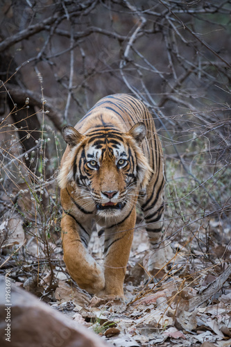 A dominant male tiger from Ranthambre National Park