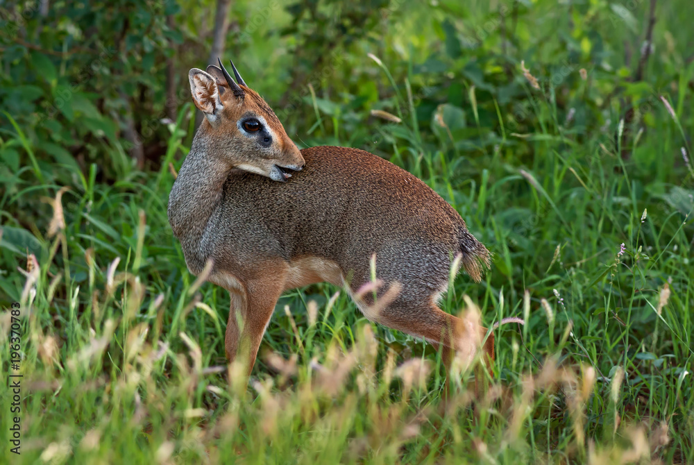 Kirk's Dik-dik - Madoqua kirkii, small cute antelope from bush of East Africa, Tsavo National Park, Kenya.