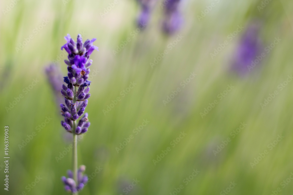 Obraz premium Growing Purple Lavander 
