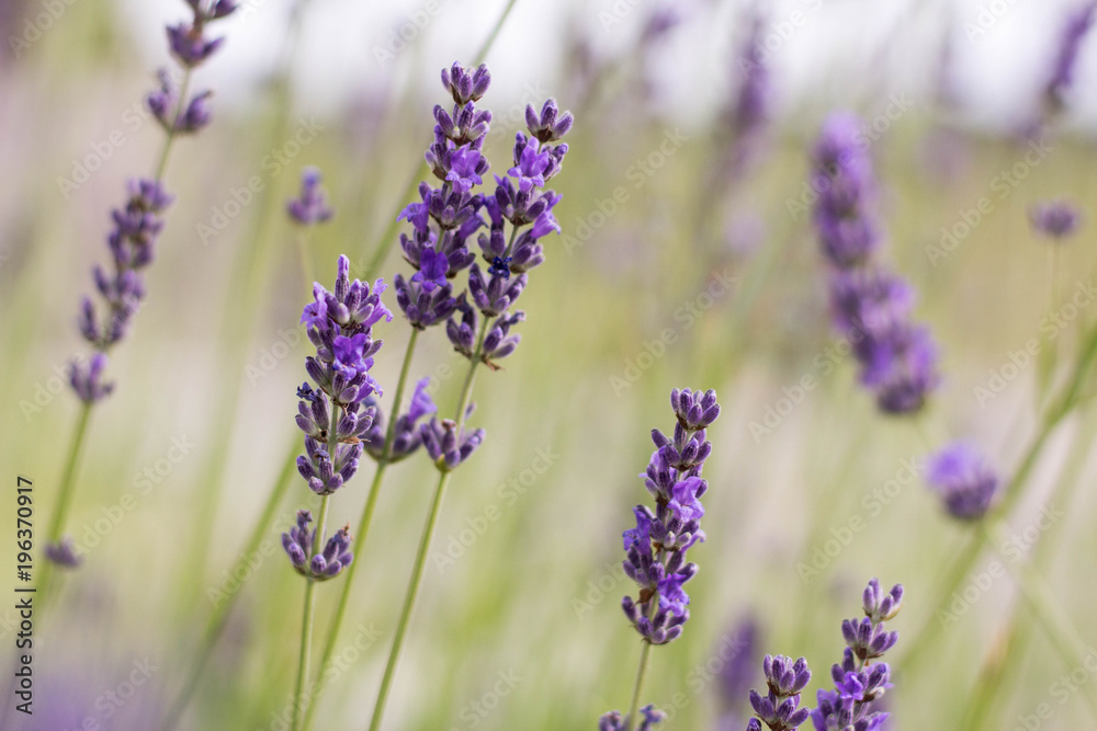 Obraz premium Growing Purple Lavander 