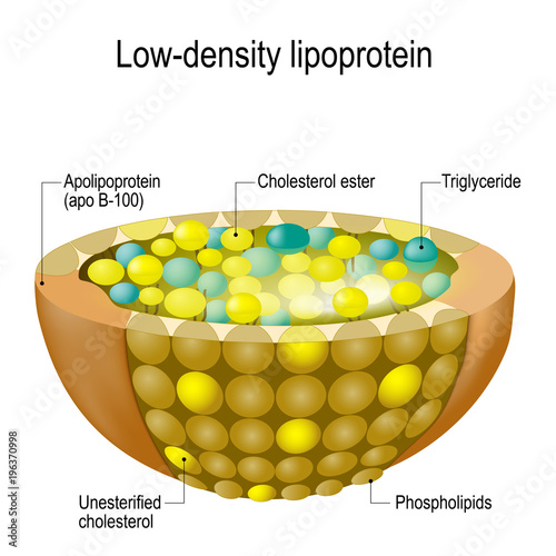 Structure of Low-density lipoprotein (LDL). bad cholesterol photo