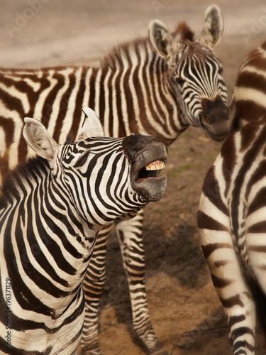 Three Zebras close together