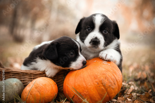 Fototapeta Naklejka Na Ścianę i Meble -  funny welsh corgi pembroke puppies dogs posing in the basket with pumpkins on an autumn background