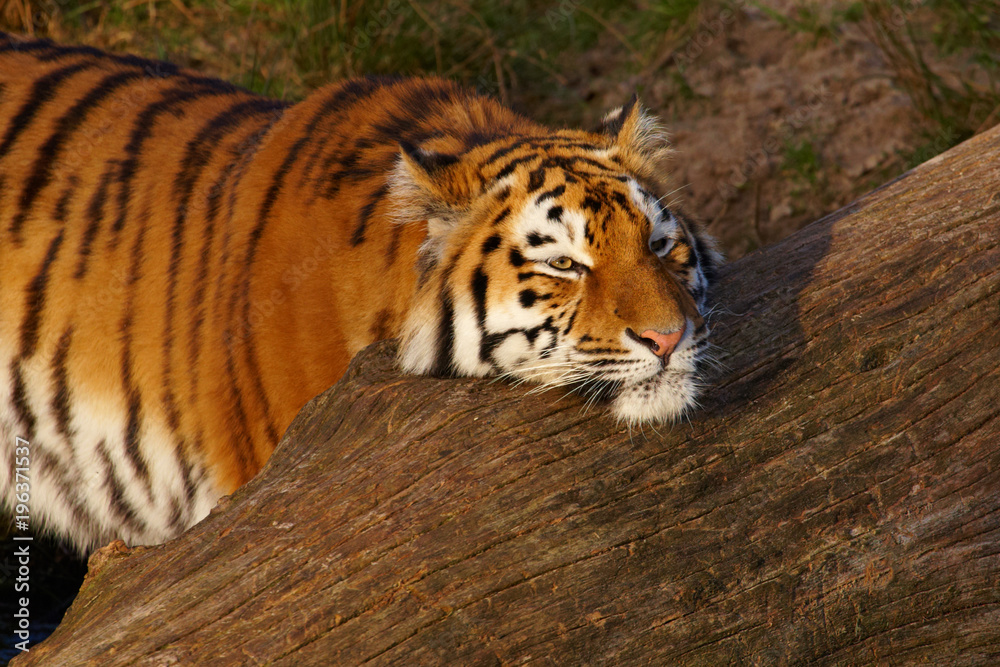 Naklejka premium Close-up portrait of a Syberian Tiger