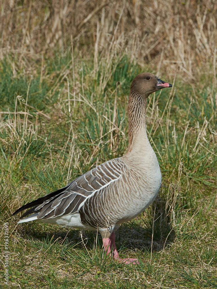 Pink-footed goose (Anser brachyrhynchus) Pink-footed goose (Anser brachyrhynchus)