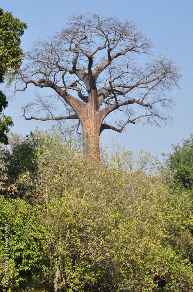 The African landscape. Baobab. Zimbabwe