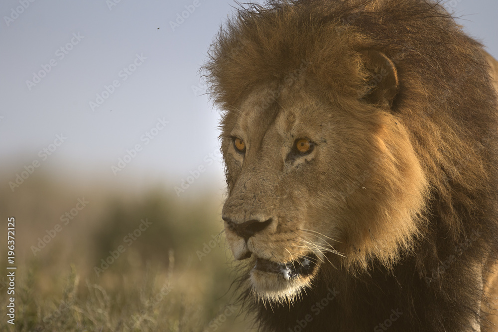Fototapeta premium Wild free roaming African male lion portrait