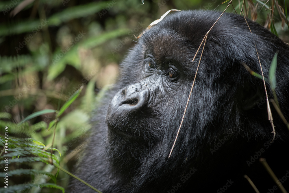 Obraz premium Portrait of mountain gorilla