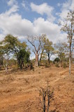 The African landscape. Baobab. Zimbabwe