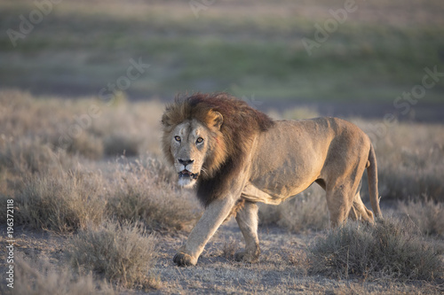 Fototapeta Naklejka Na Ścianę i Meble -  Wild free roaming African male lion portrait
