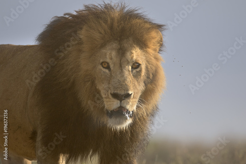 Wild free roaming African male lion portrait