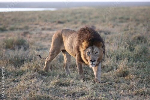 Fototapeta Naklejka Na Ścianę i Meble -  Wild free roaming African male lion portrait
