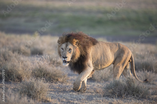 Fototapeta Naklejka Na Ścianę i Meble -  Wild free roaming African male lion portrait