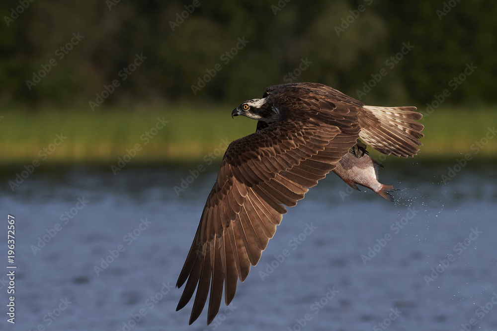 Fototapeta premium Osprey (Pandion haliaetus)