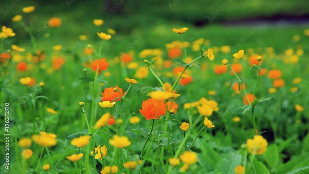 Bright yellow and orange flowers sway in the mountains of Khakassia against a background of green, lush foliage. Travel video. Protection of rare plants listed in the Red Book. Bright yellow and orange flowers sway in the mountains of Khakassia against a background of green, lush foliage. Travel video. Protection of rare plants listed in the Red Book.