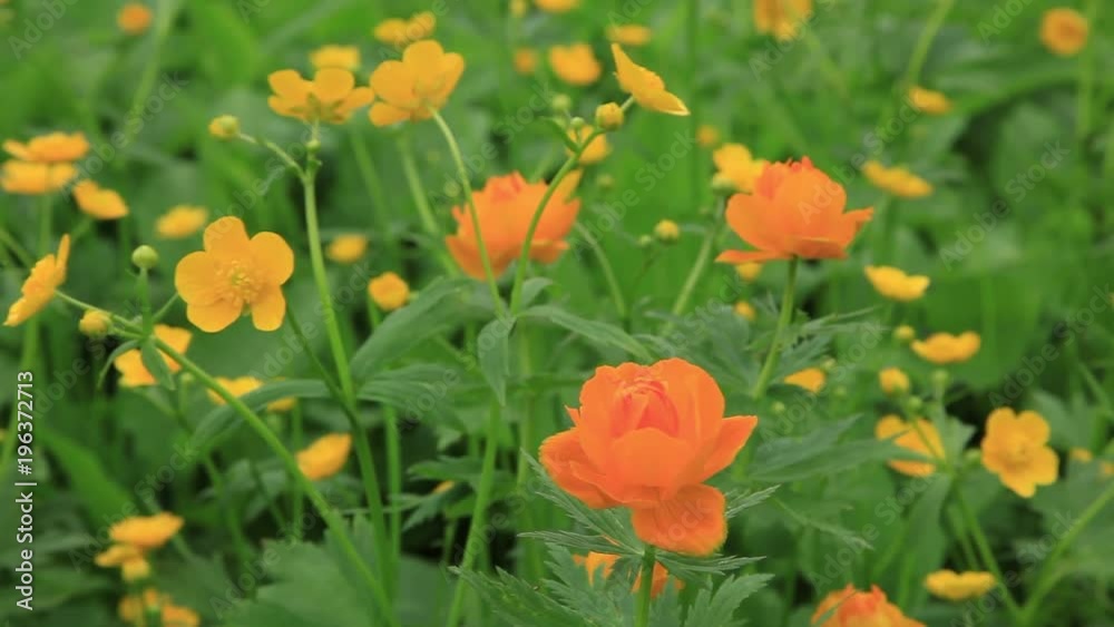 Bright yellow and orange flowers sway in the mountains of Khakassia against a background of green, lush foliage. Travel video. Protection of rare plants listed in the Red Book. Bright yellow and orange flowers sway in the mountains of Khakassia against a background of green, lush foliage. Travel video. Protection of rare plants listed in the Red Book.