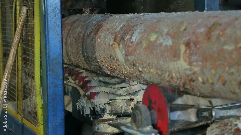 round timber logs preparation sorting processing at sawmill round timber logs preparation sorting processing at sawmill