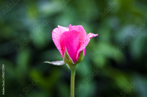 pink rose with raindrops