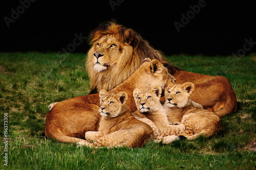 Lion family lying in the grass