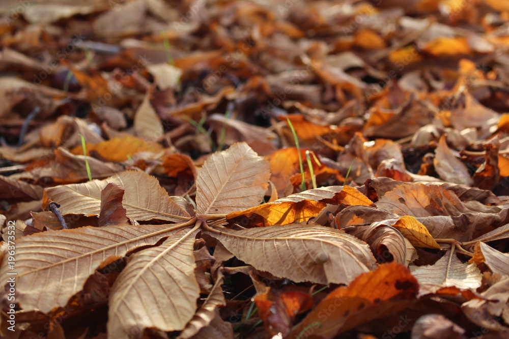 Fototapeta premium The Issue of November