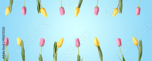 Pink and yellow tulips on the background. Flat lay, top view. Valentines background.