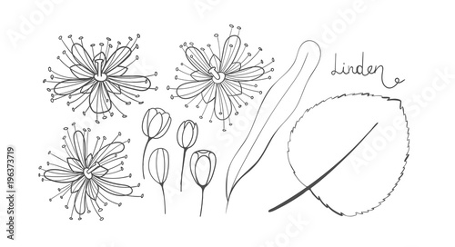 A set of sketch linden. Isolated elements outline of the Tilia. Leaves, flowers and buds of basswood. Black limetree or lime tree