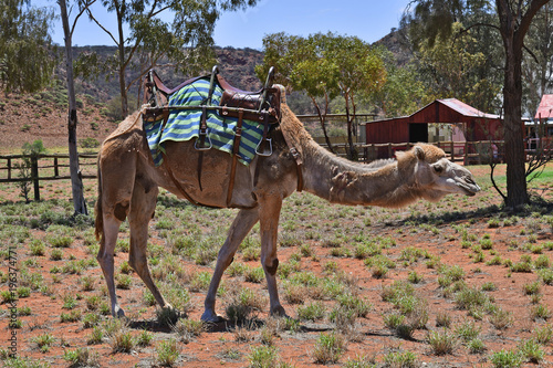Australia, Northern Territory, Camel Farm