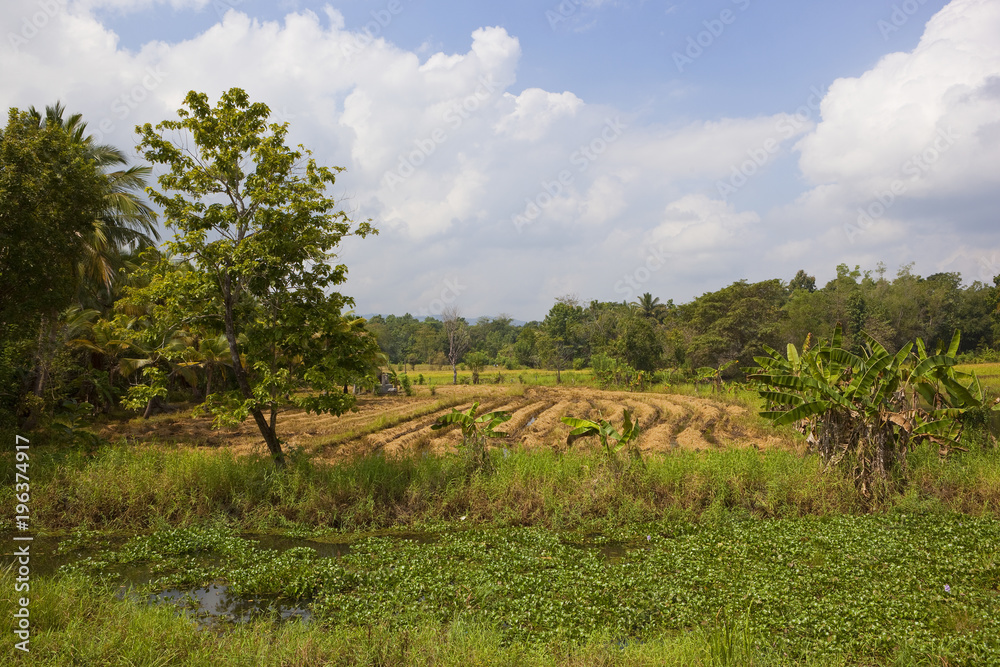 sri lankan harvested rice paddies