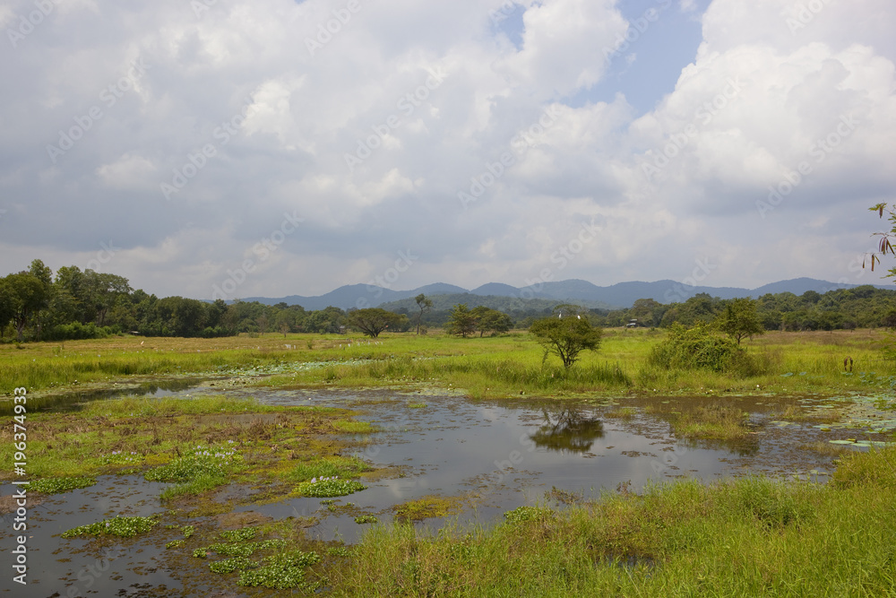 sri lankan scenic countryside