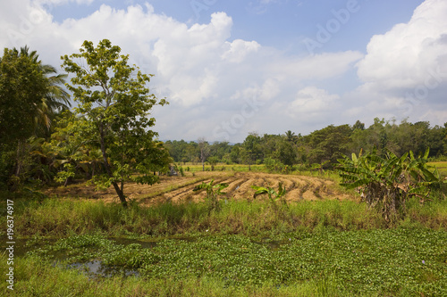 sri lankan harvested rice paddies