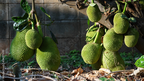 A many jackfruits on its tree. photo