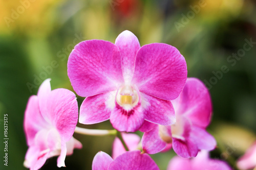 Selective Focus:Purple Orchid flowers with Blurred Background. © Chuthiphon