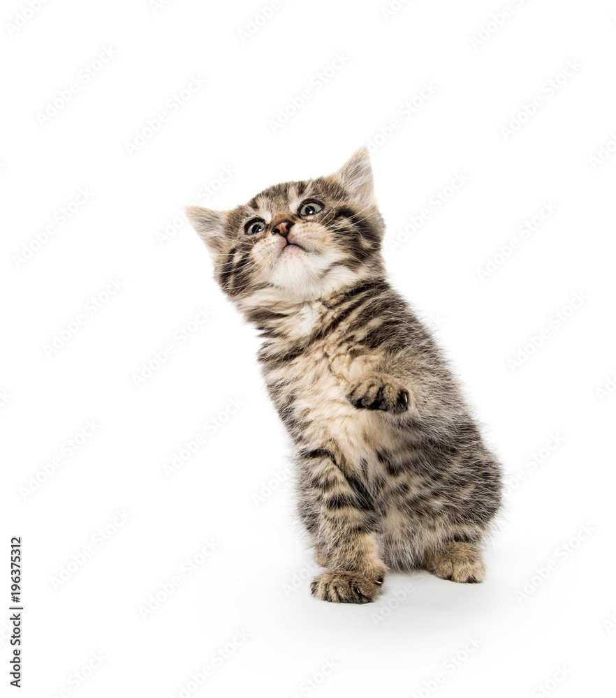 Obraz premium Tabby kitten playing