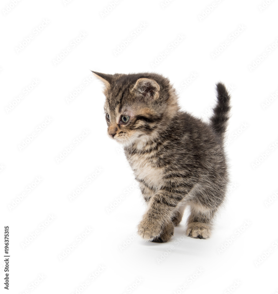 Obraz premium Cute tabby kitten sitting on white