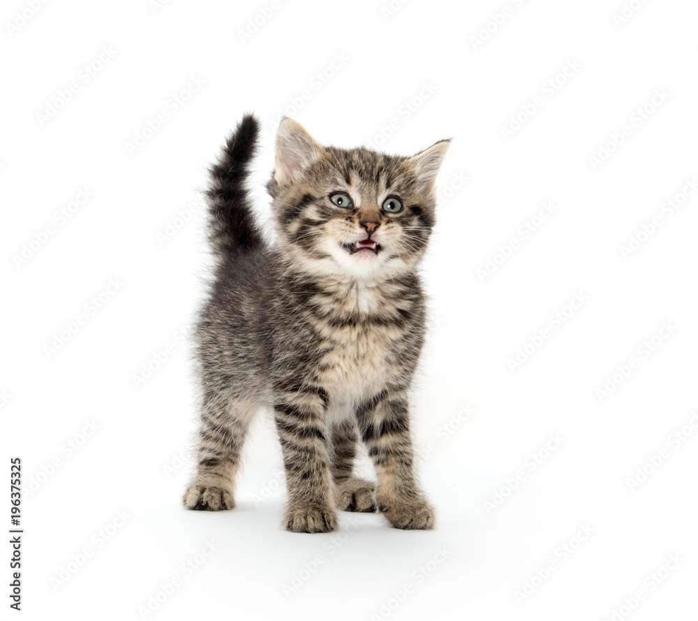 Cute tabby kitten on white