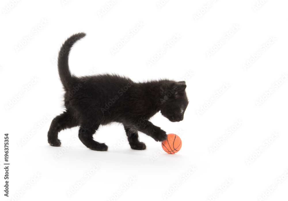 Cute black kitten on white background Cute black kitten on white background