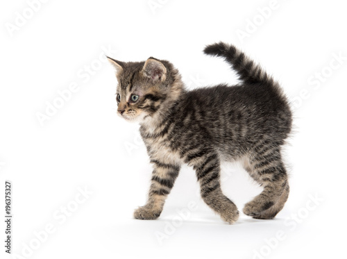 Cute tabby kitten on white