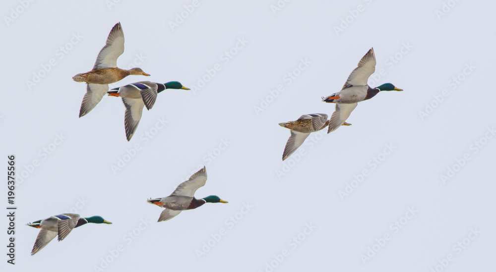 Obraz premium A wild duck shot close-up flies over a frozen lake.