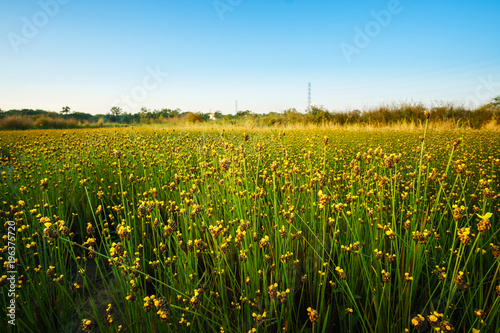 grass flower