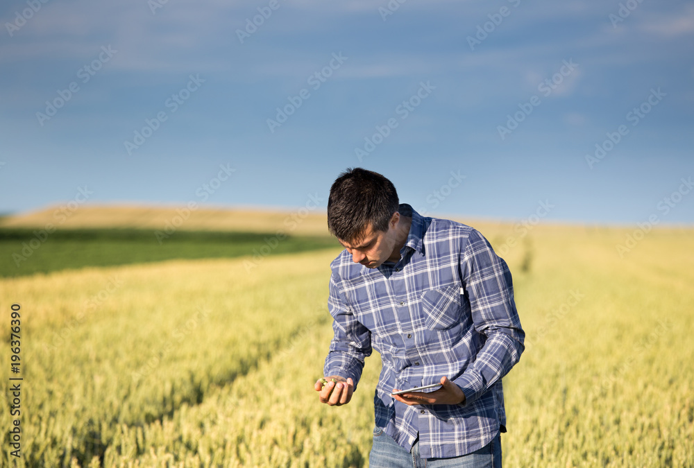 Farmer with tablet in green wheat field Farmer with tablet in green wheat field