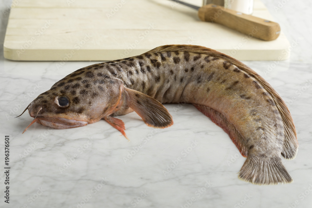 Fresh raw spotted wolffish Fresh raw spotted wolffish