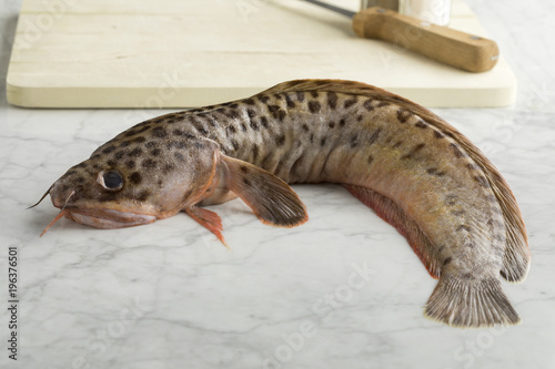  Fresh raw spotted wolffish photo