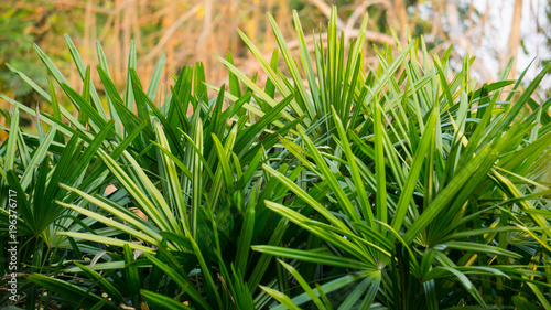 The sunlight falling Paurotis  palm leaves.  photo