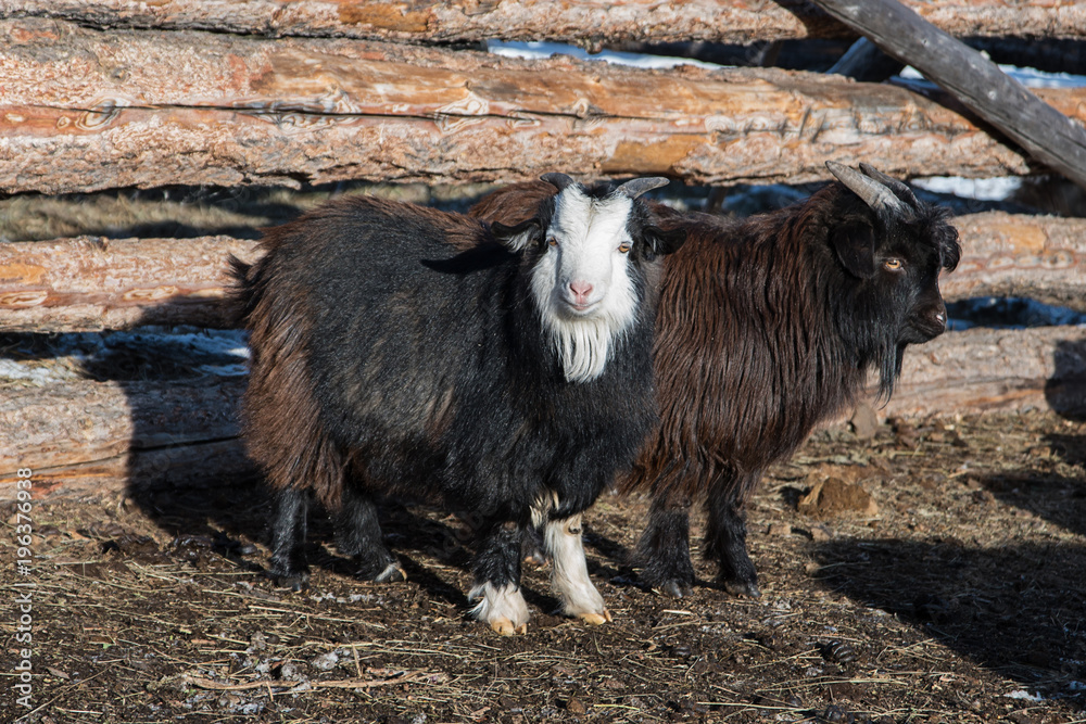 mongolian small goat near wooden fence in farm mongolian small goat near wooden fence in farm