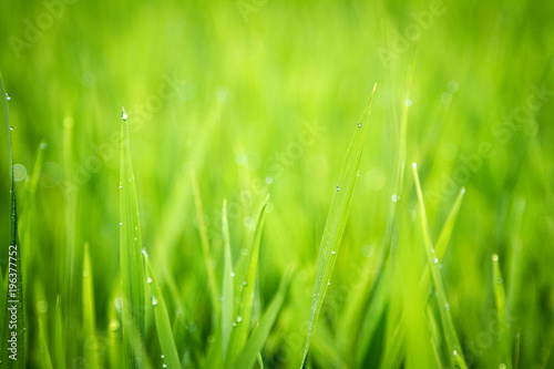 Green grass, Rice Field
